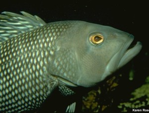 black sea bass Credit: NOAA