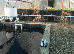 Happy Recirculating Farms Coalition catfish swimming in water filtered through lava rocks holding the lettuce in the background.