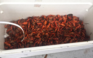 And of course crawfish. Deeper down, dirtier and delicious!