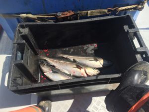 Quality control Step 1. Bleed the fish.