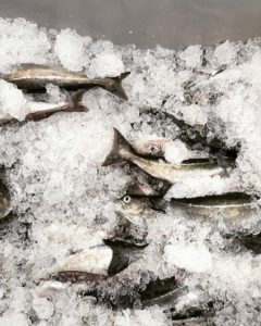 Pollock from Finlander